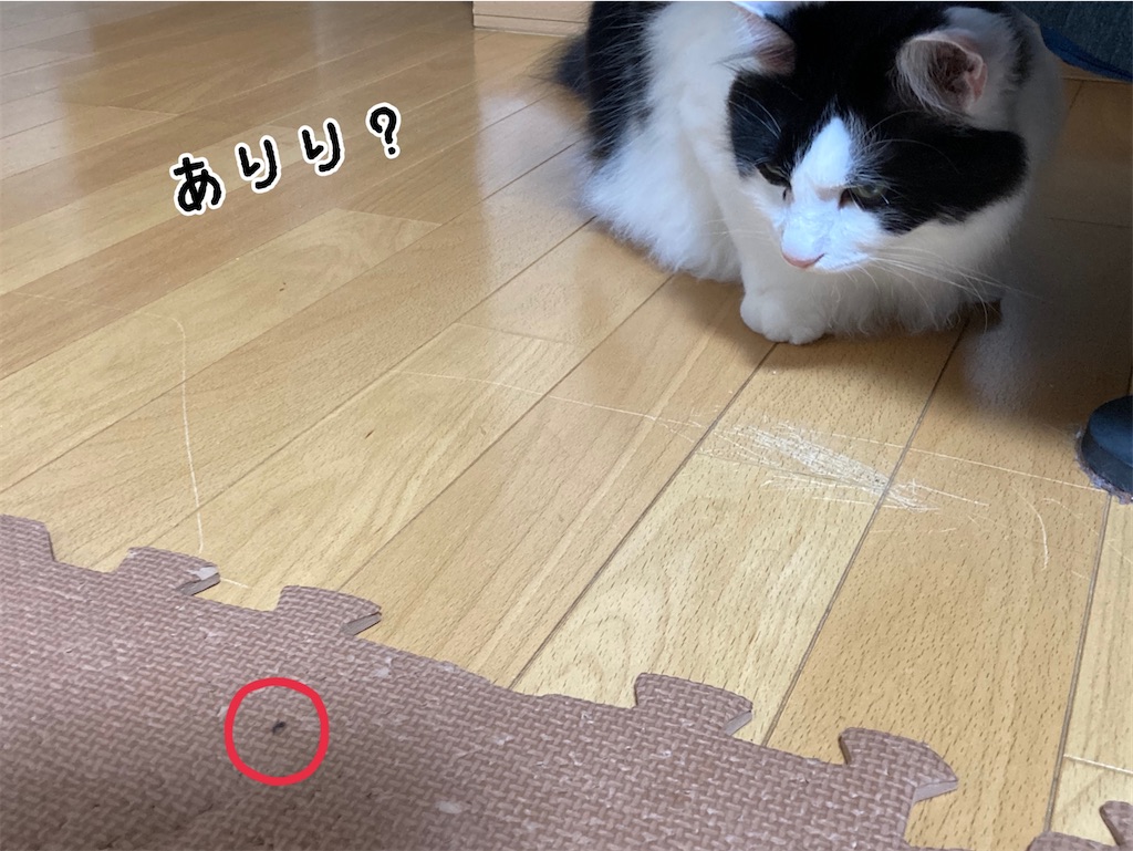 f:id:fukufukudo:20210709155039j:plain