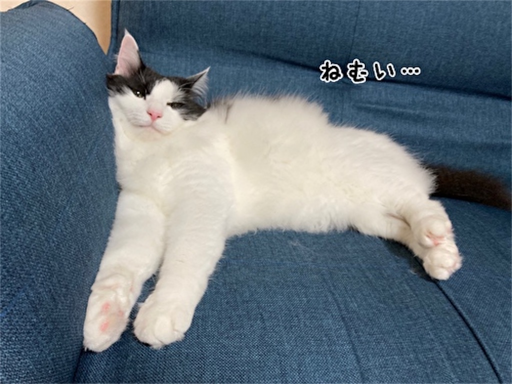 f:id:fukufukudo:20210712174551j:plain