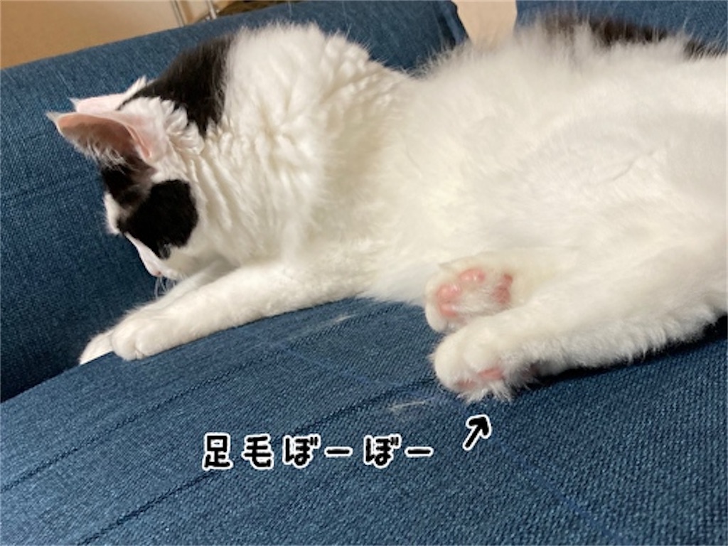f:id:fukufukudo:20210712183428j:plain