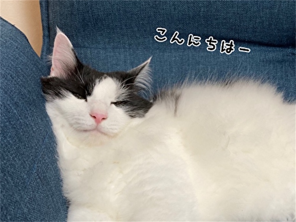 f:id:fukufukudo:20210714152741j:plain