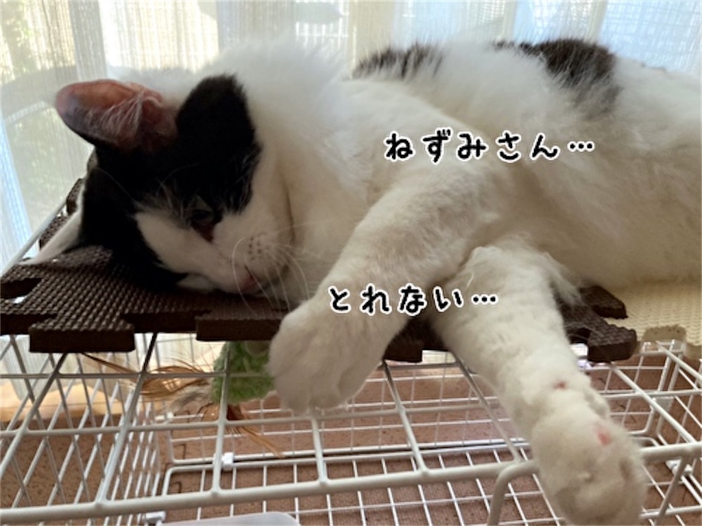 f:id:fukufukudo:20210723075830j:plain