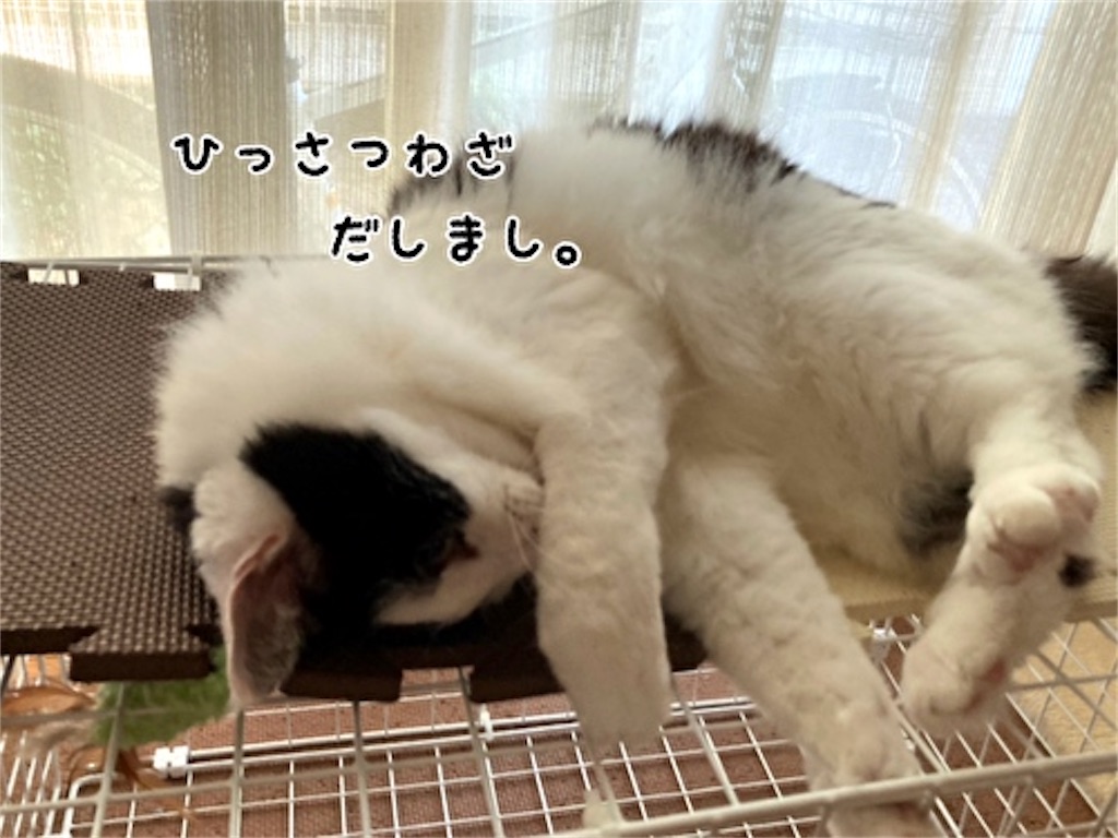 f:id:fukufukudo:20210723075844j:plain