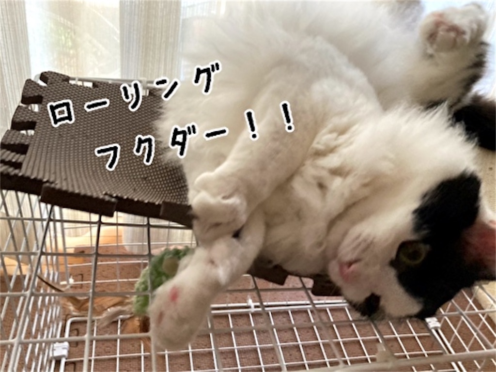 f:id:fukufukudo:20210723075909j:plain