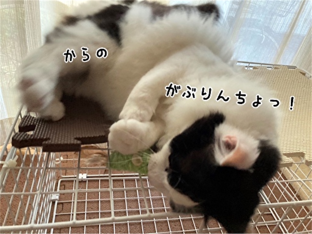 f:id:fukufukudo:20210723075931j:plain