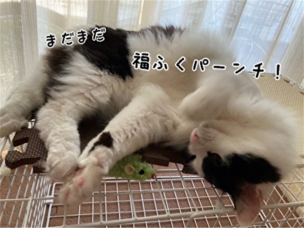 f:id:fukufukudo:20210723075939j:plain