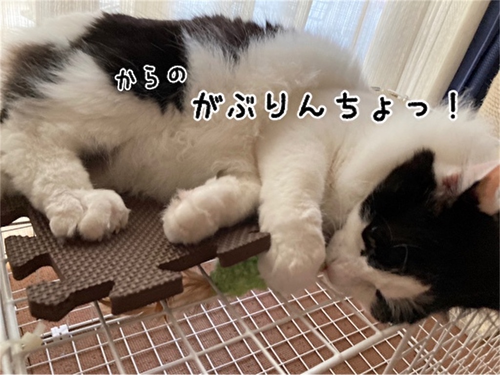 f:id:fukufukudo:20210723075949j:plain