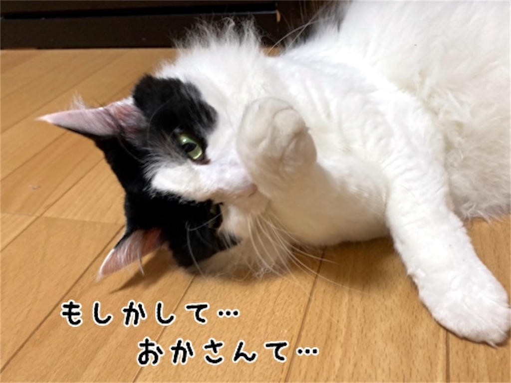 f:id:fukufukudo:20210728194658j:plain