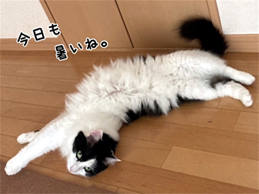 f:id:fukufukudo:20210728200526j:plain