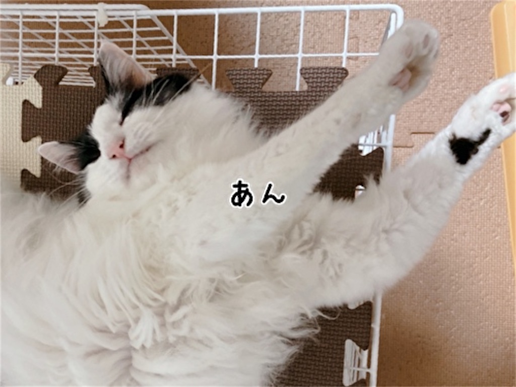 f:id:fukufukudo:20210731140735j:plain