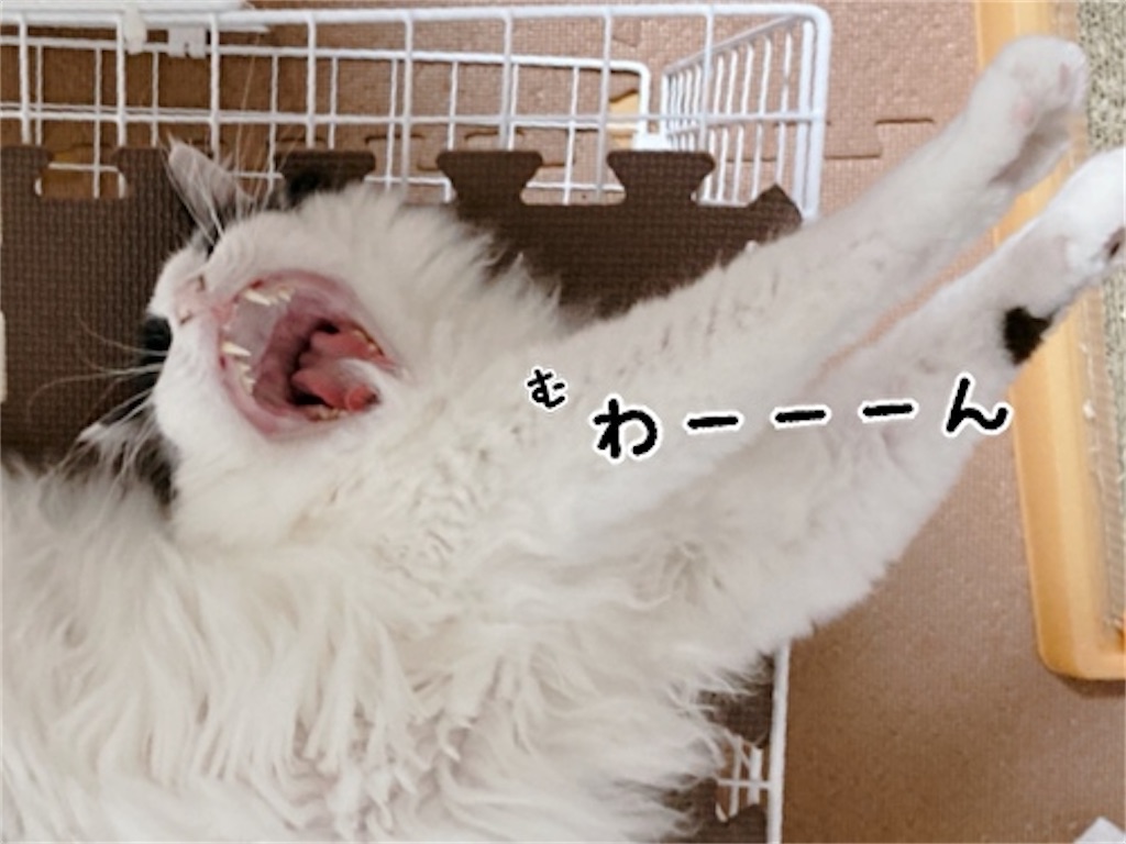 f:id:fukufukudo:20210731140744j:plain