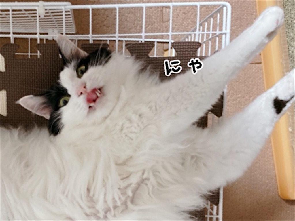 f:id:fukufukudo:20210731140755j:plain