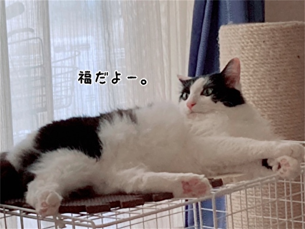 f:id:fukufukudo:20210801075713j:plain