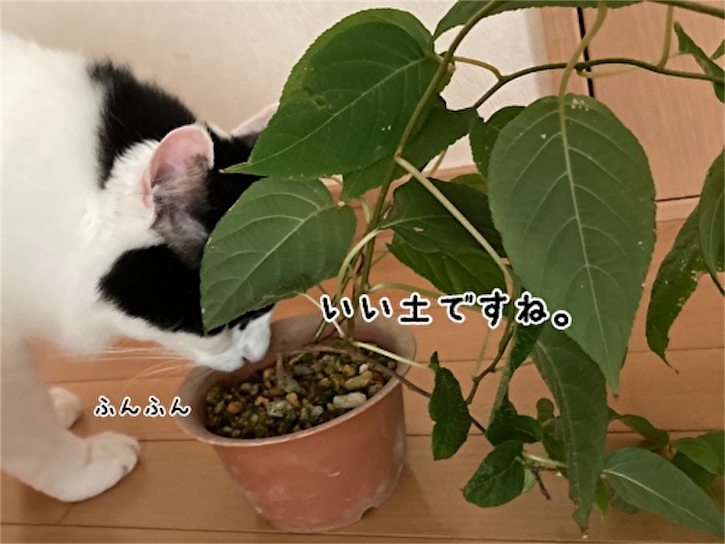 f:id:fukufukudo:20210804150814j:plain
