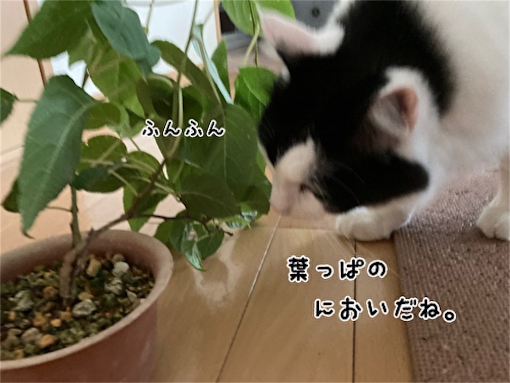 f:id:fukufukudo:20210804150823j:plain