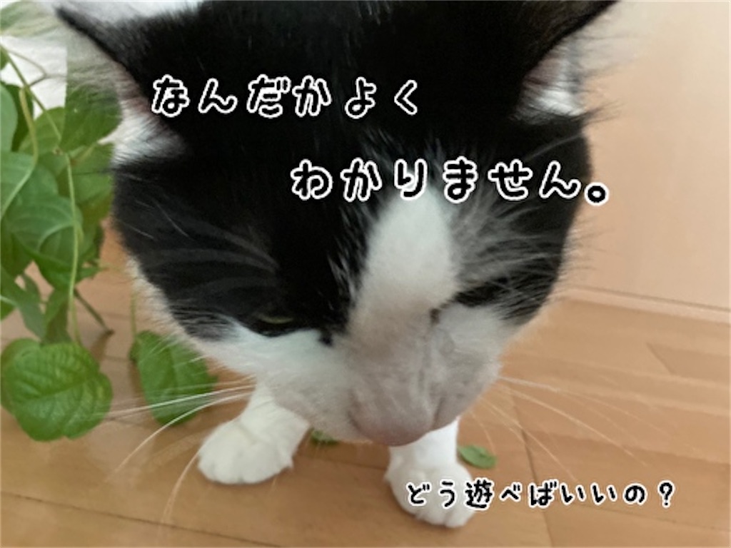 f:id:fukufukudo:20210804150831j:plain