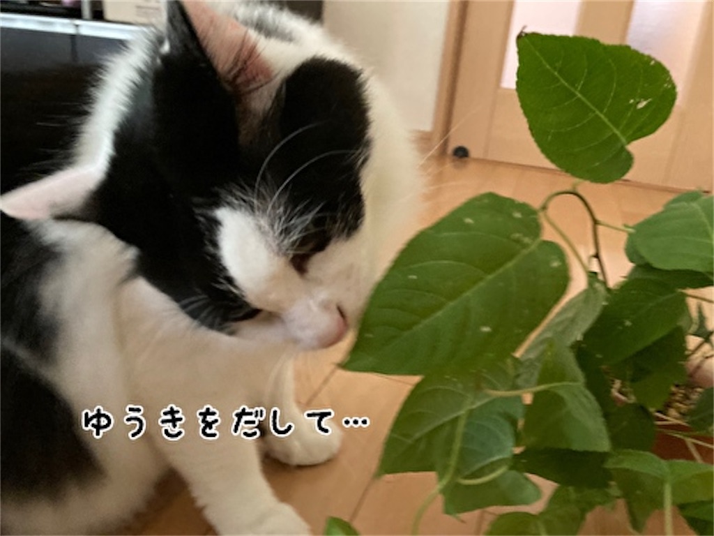 f:id:fukufukudo:20210804150908j:plain