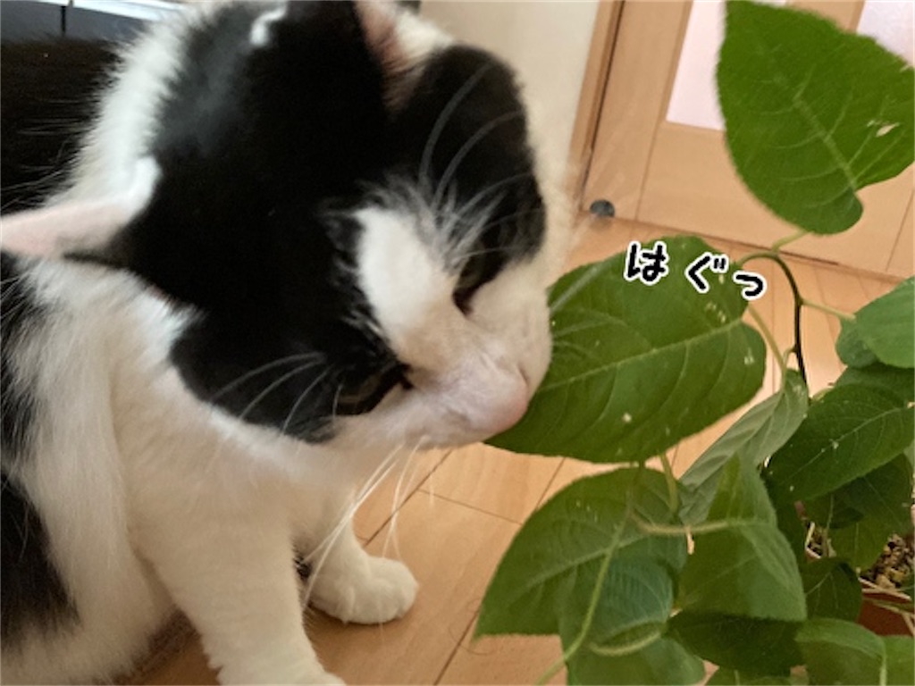 f:id:fukufukudo:20210804150914j:plain