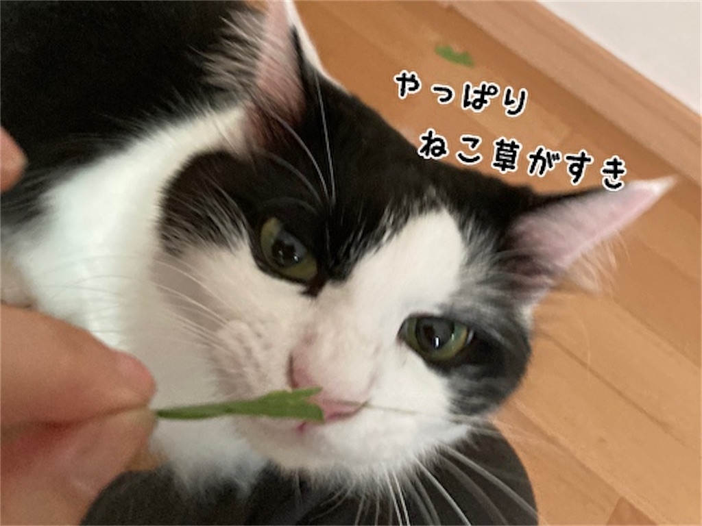f:id:fukufukudo:20210804150944j:plain