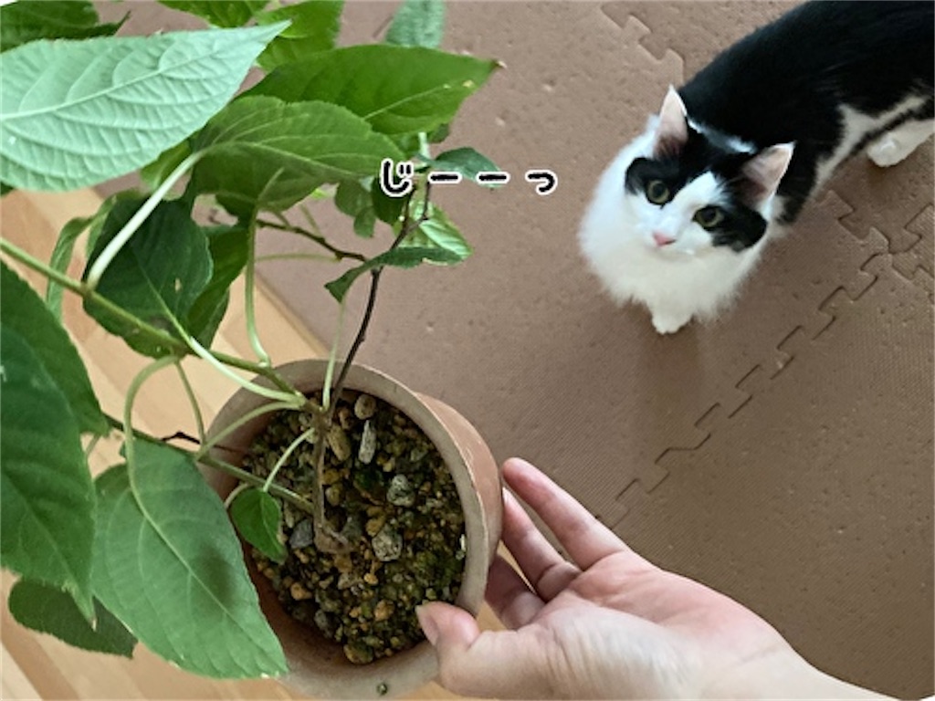 f:id:fukufukudo:20210804164957j:plain