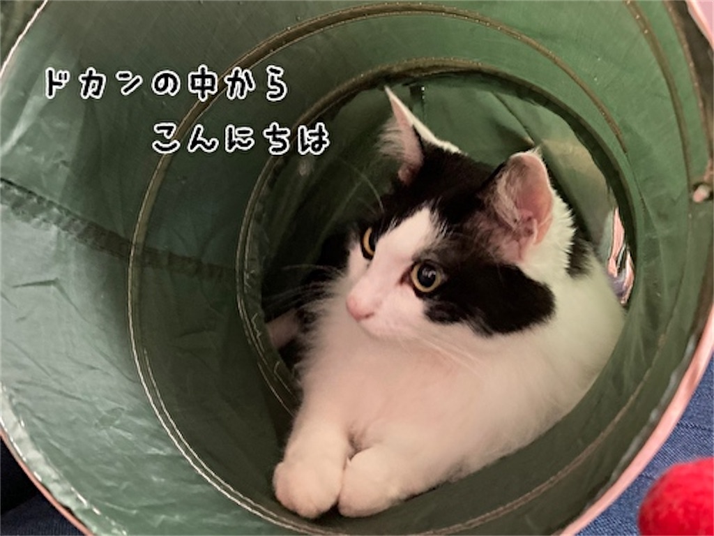 f:id:fukufukudo:20210808105621j:plain