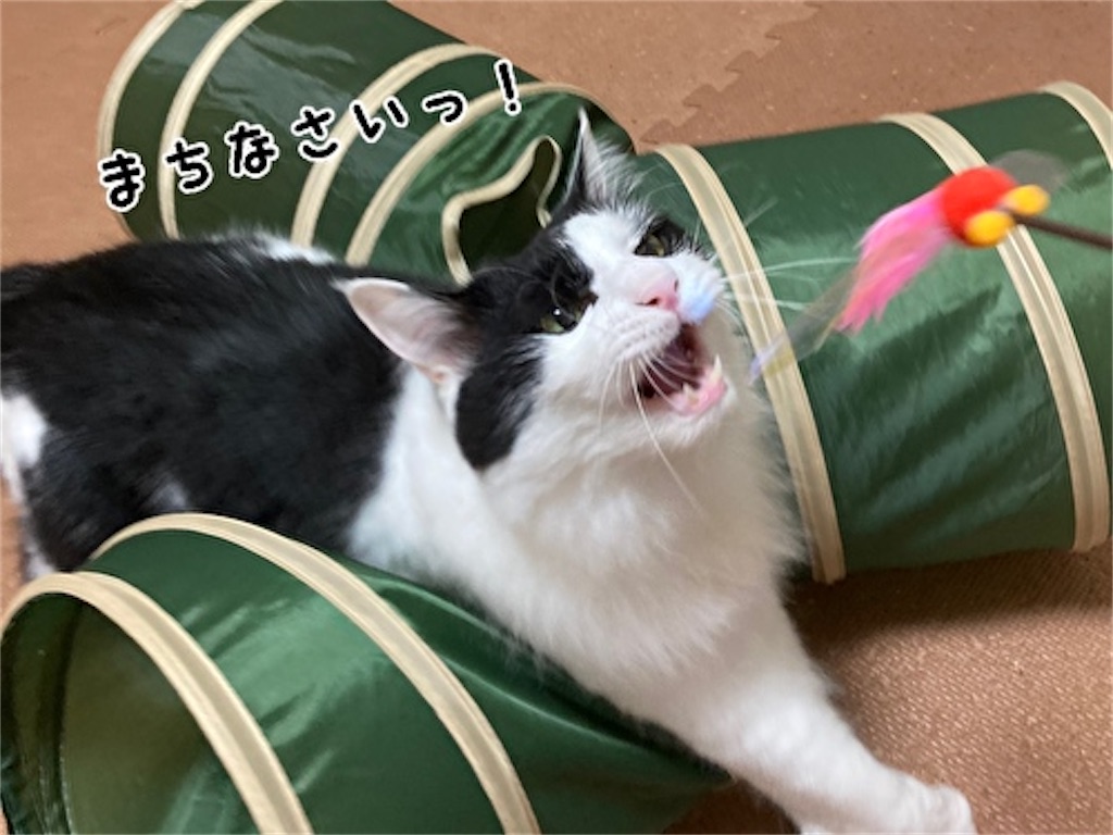 f:id:fukufukudo:20210821140113j:plain