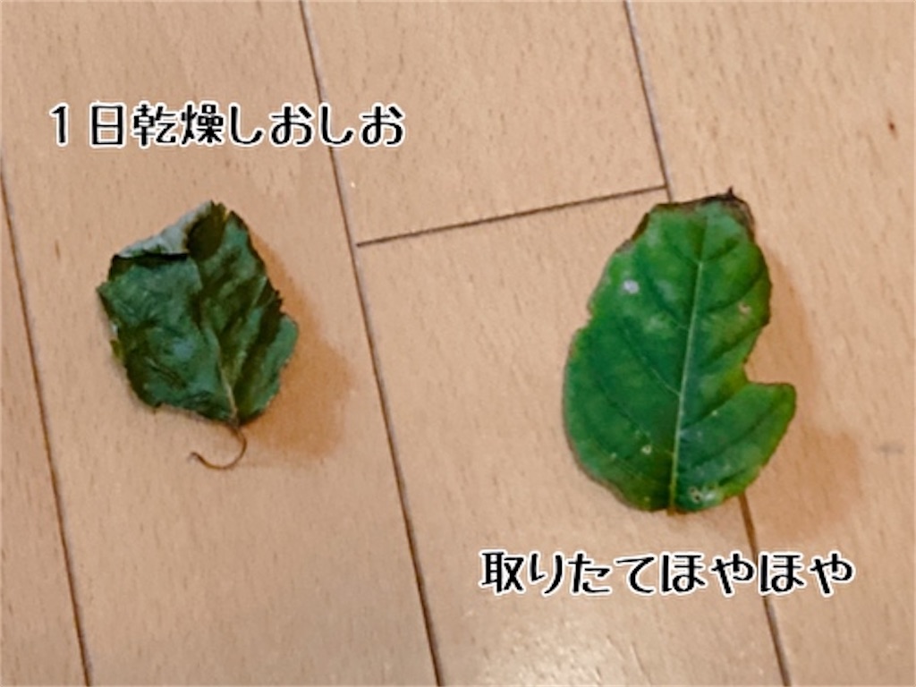 f:id:fukufukudo:20210828191228j:plain