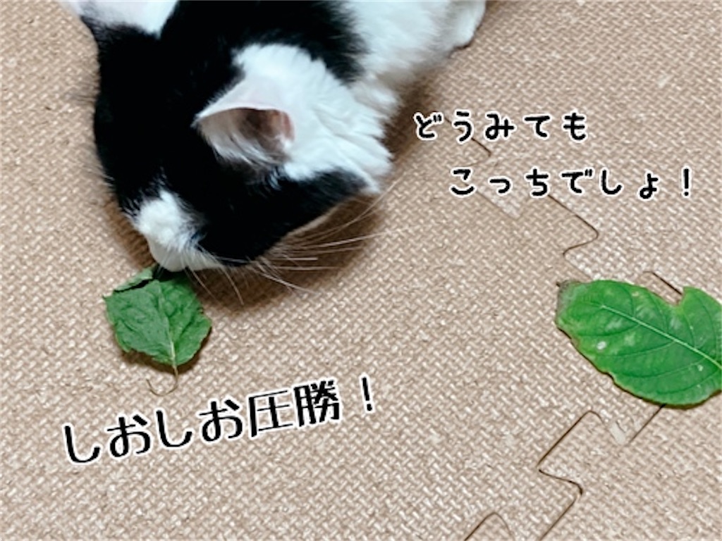f:id:fukufukudo:20210828191240j:plain