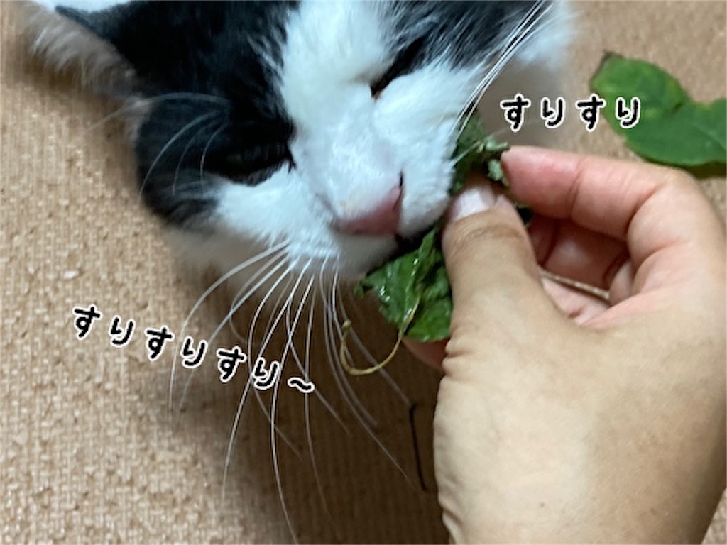 f:id:fukufukudo:20210828191252j:plain