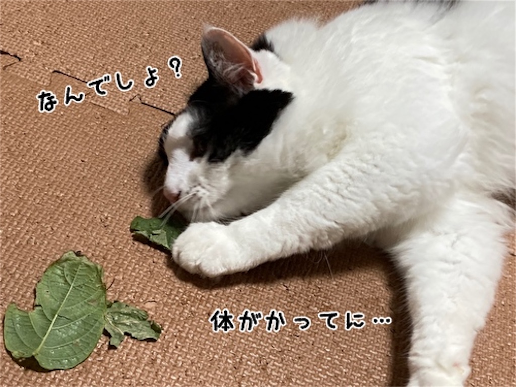 f:id:fukufukudo:20210828191318j:plain