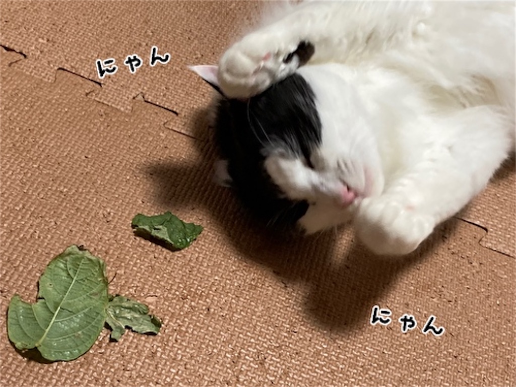 f:id:fukufukudo:20210828191327j:plain