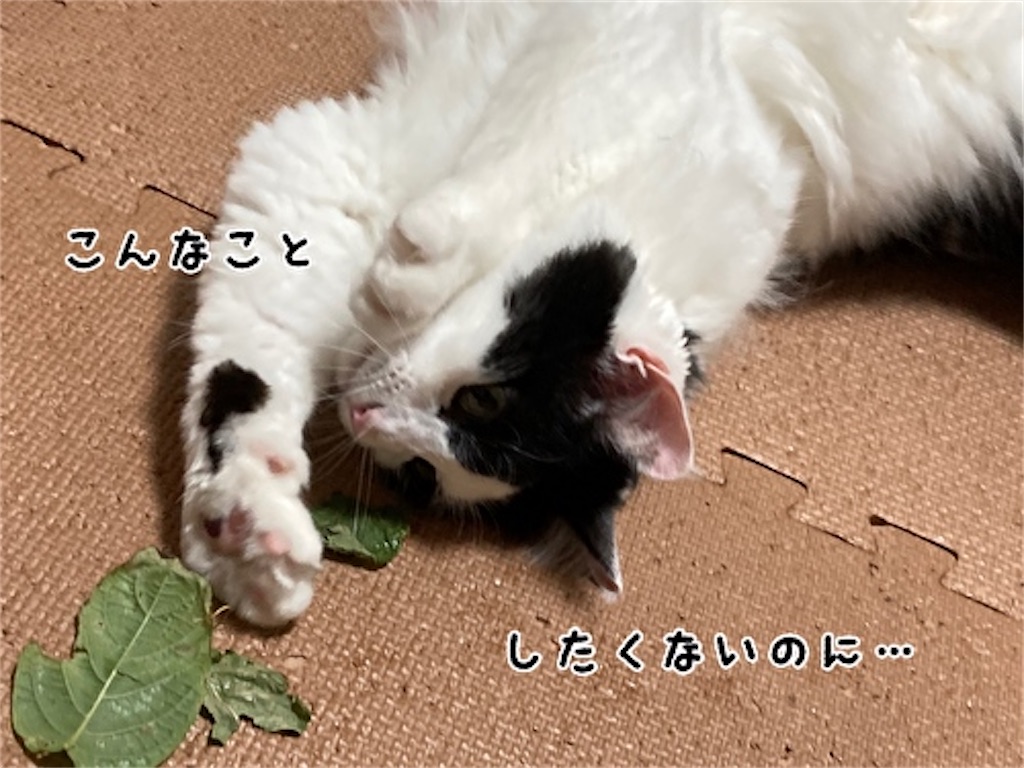 f:id:fukufukudo:20210828191338j:plain