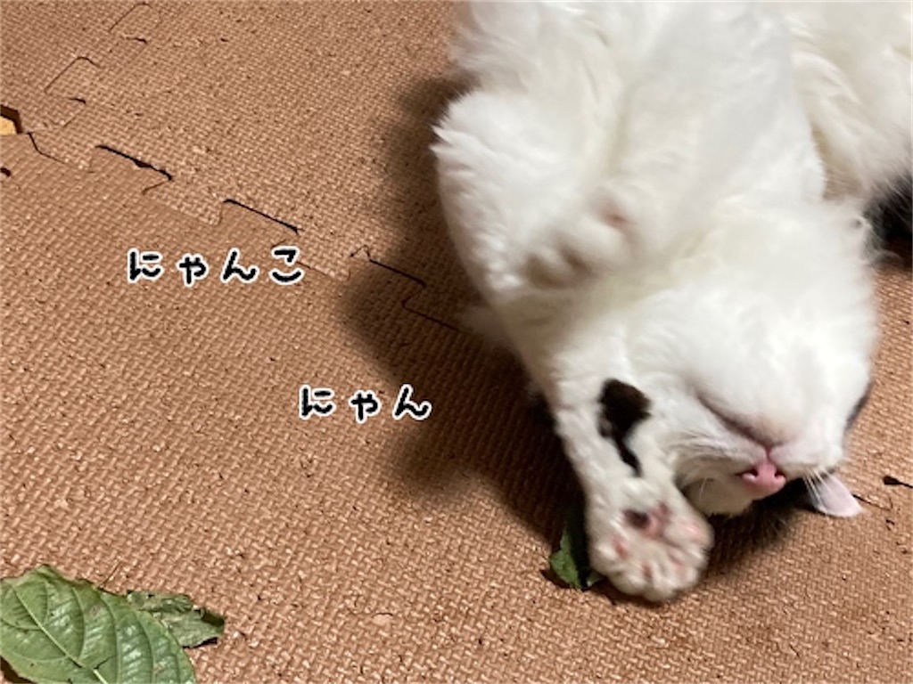 f:id:fukufukudo:20210828191347j:plain