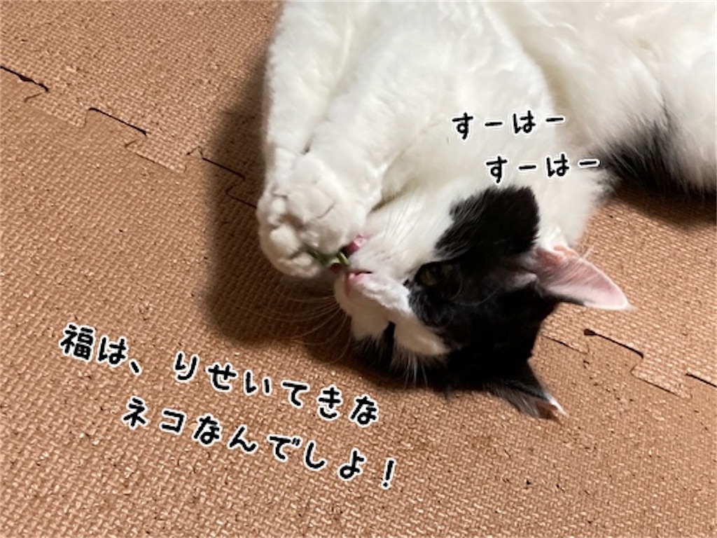 f:id:fukufukudo:20210828191356j:plain