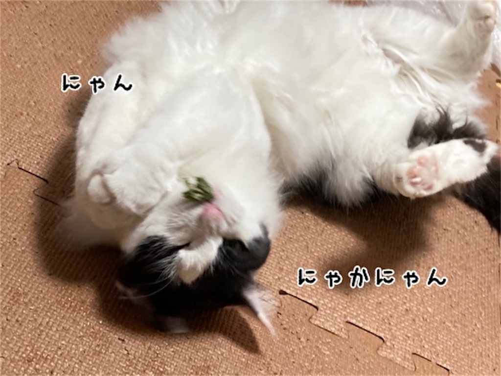 f:id:fukufukudo:20210828191418j:plain