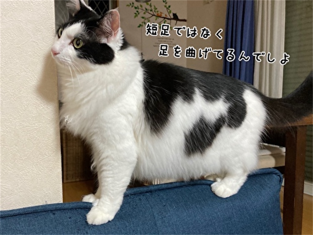 f:id:fukufukudo:20210902123647j:plain