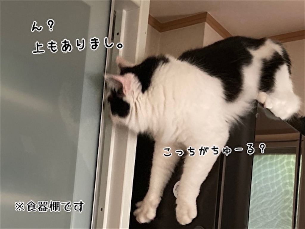 f:id:fukufukudo:20210906153313j:plain