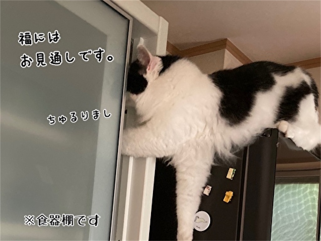 f:id:fukufukudo:20210906153325j:plain