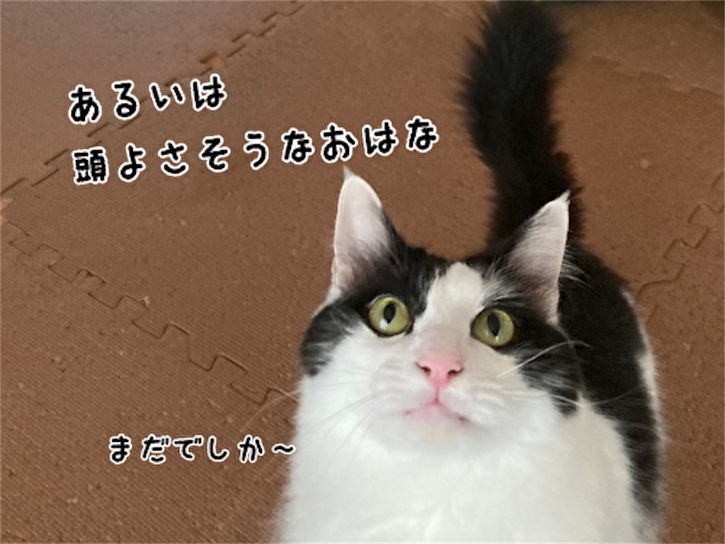 f:id:fukufukudo:20210908141335j:plain