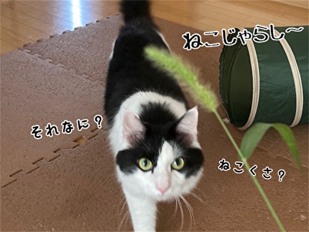 f:id:fukufukudo:20210908142310j:plain