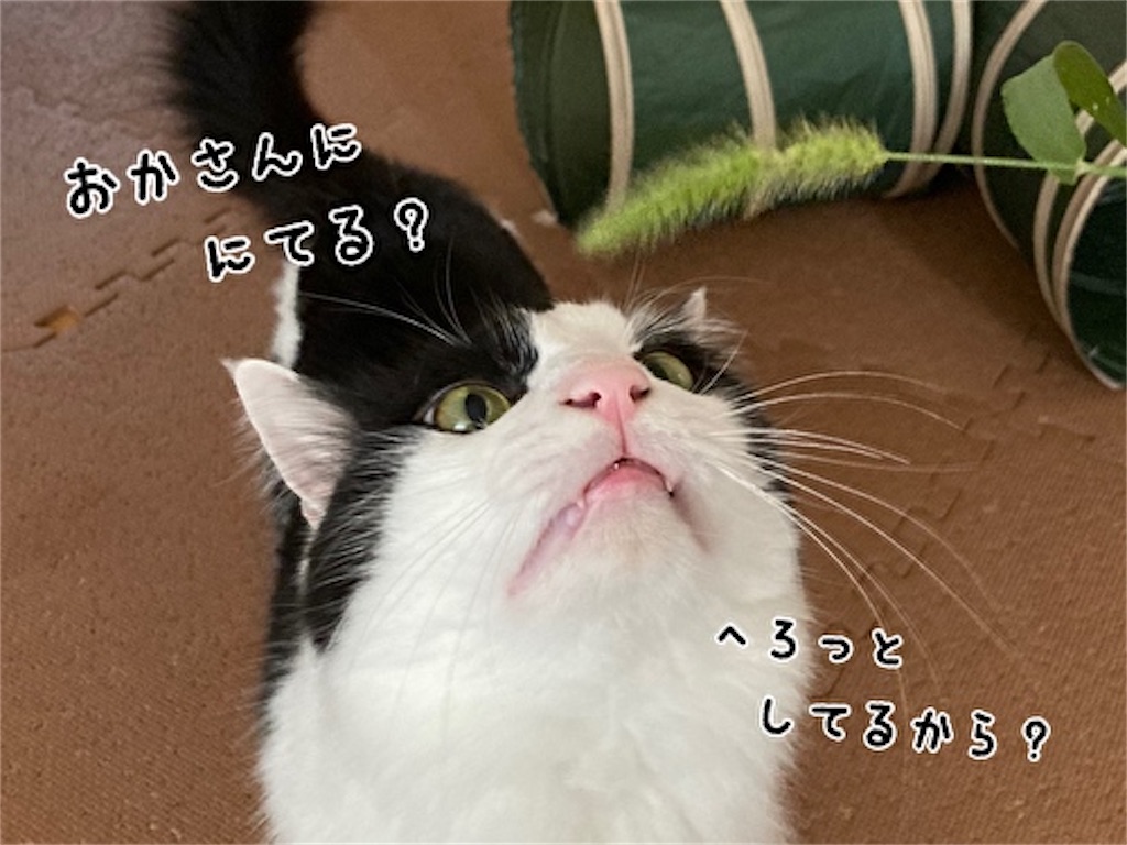 f:id:fukufukudo:20210908142337j:plain