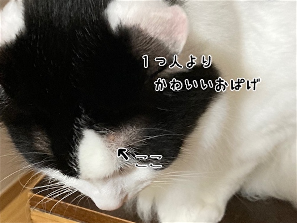 f:id:fukufukudo:20210908143356j:plain