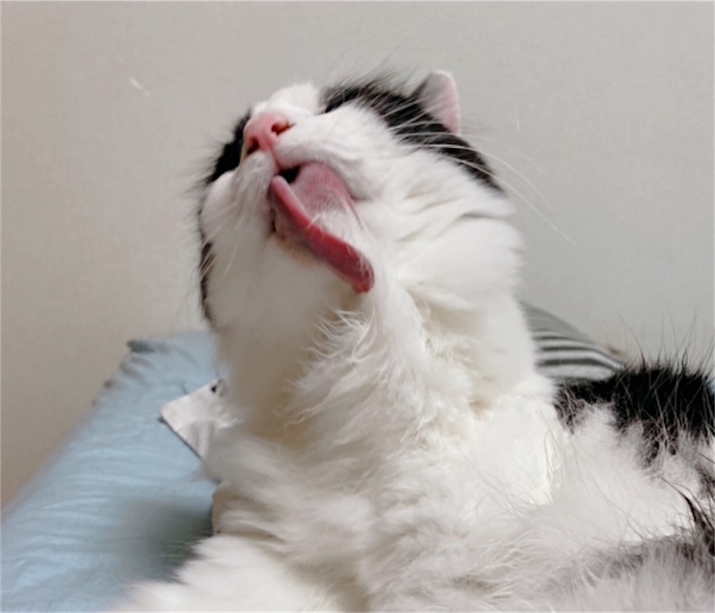 f:id:fukufukudo:20210913143507j:plain