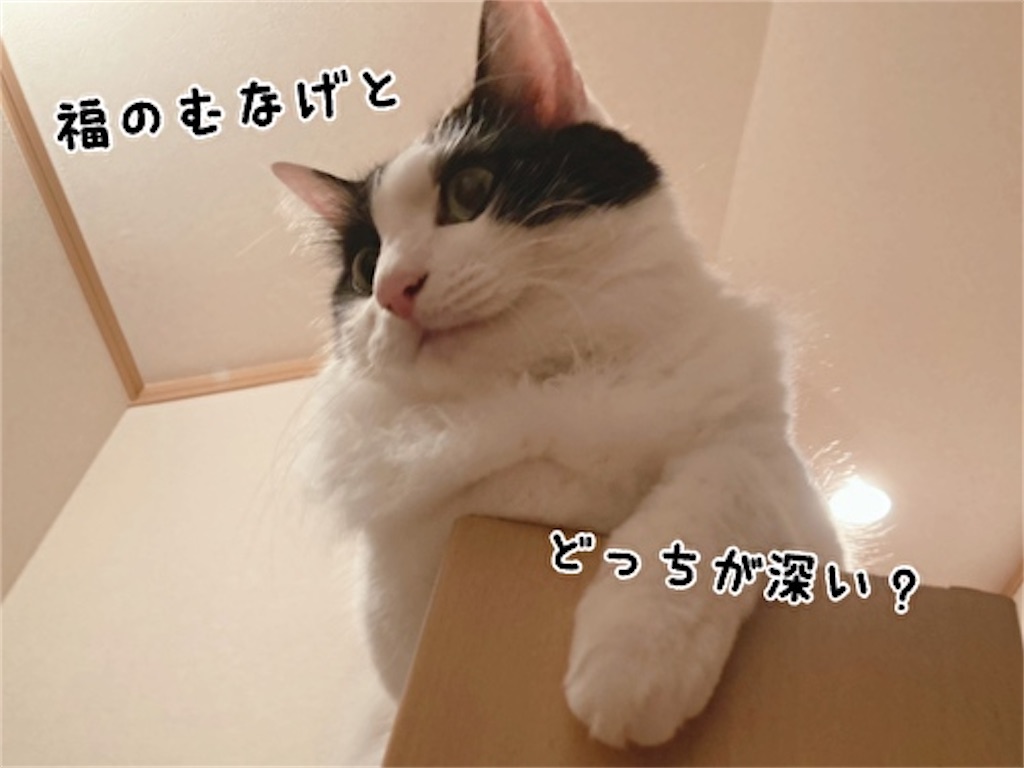 f:id:fukufukudo:20210923171727j:plain