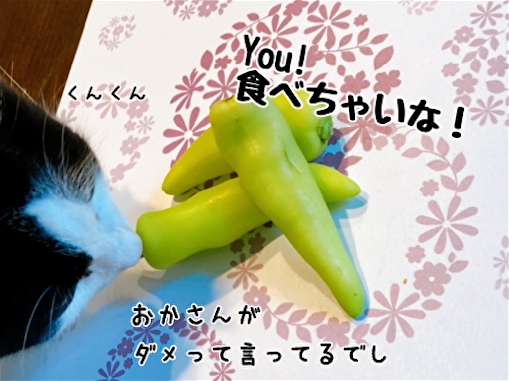 f:id:fukufukudo:20211009134208j:plain