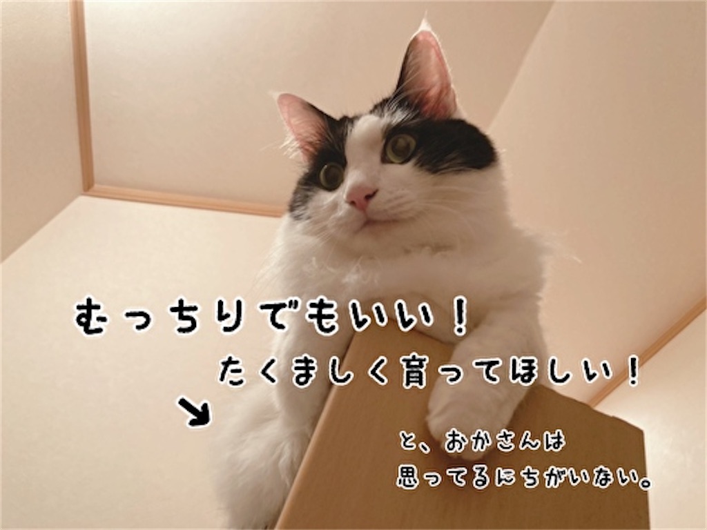 f:id:fukufukudo:20211013151415j:plain
