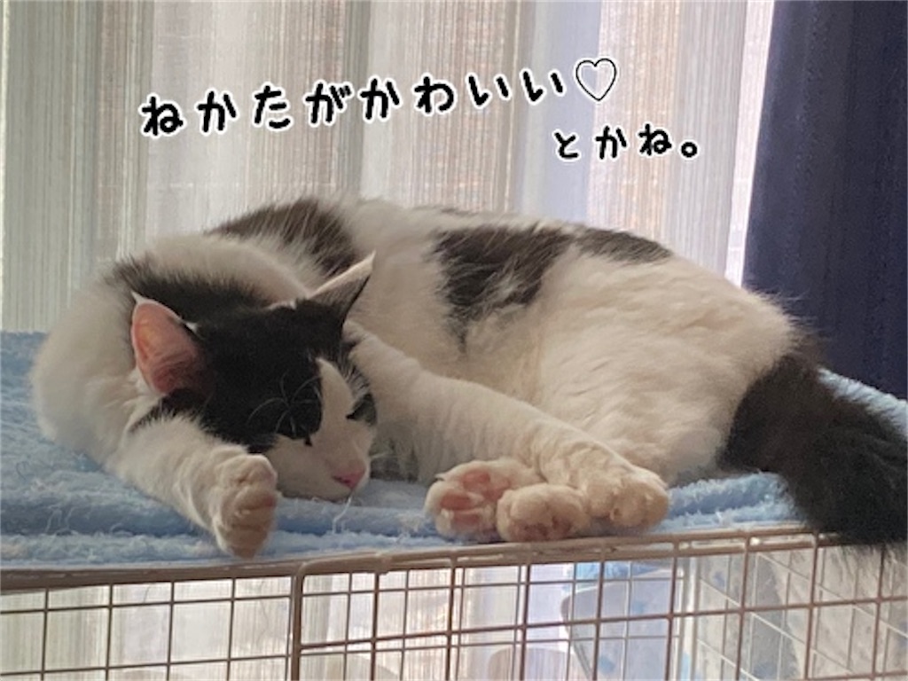 f:id:fukufukudo:20211017111948j:plain