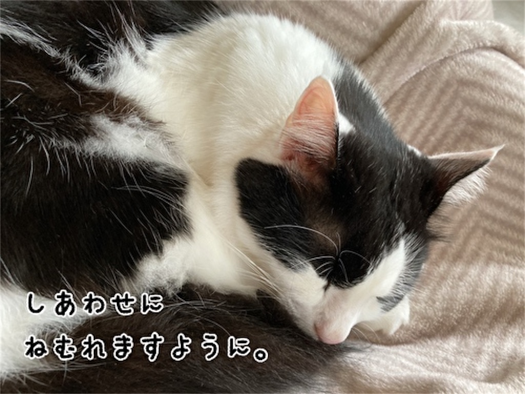 f:id:fukufukudo:20211017142620j:plain