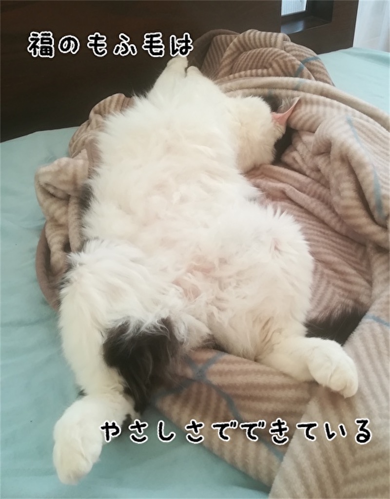 f:id:fukufukudo:20211019165458j:plain