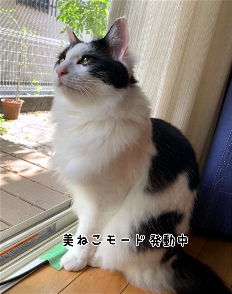 f:id:fukufukudo:20211019170901j:plain