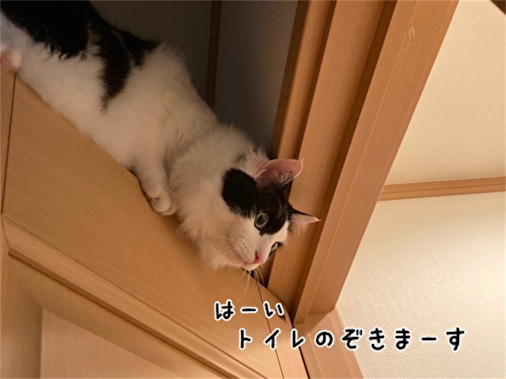 f:id:fukufukudo:20211019170935j:plain